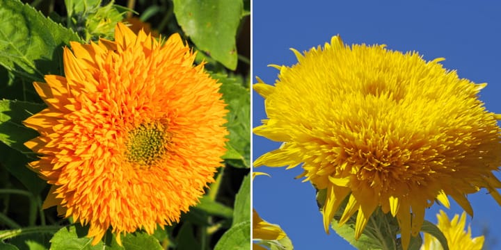 teddy bear sunflowers