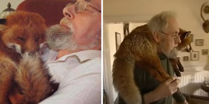 Man Rescues Badly Injured Baby Fox And Now They’re BFF