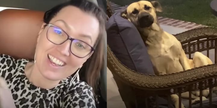 Woman Finds Strange Dog On Her Patio Furniture That Refuses To Leave