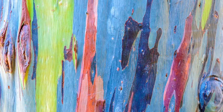 rainbow eucalyptus tree