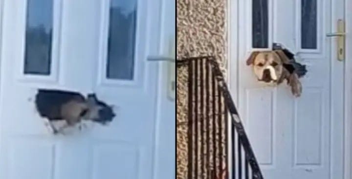 Neighbors Shocked As Dog Chews Through Letterbox On Front Door
