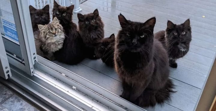 Little black kittens.