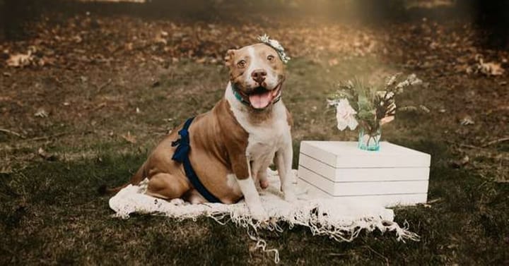 pit bull maternity photoshoot