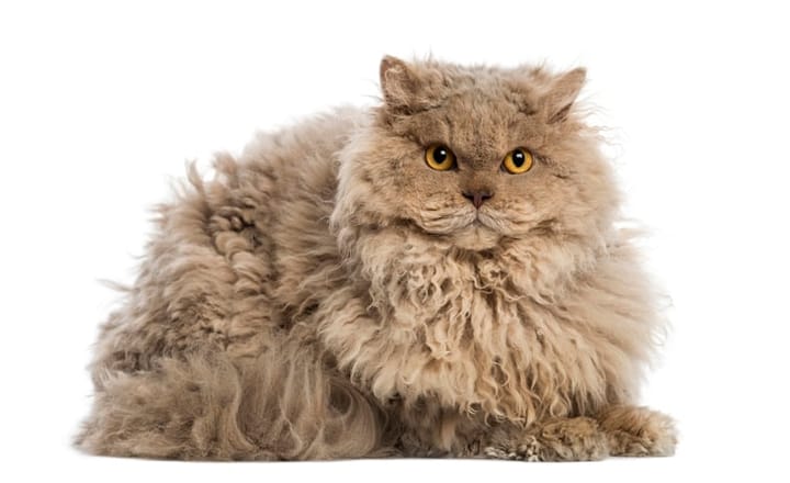 poodle cat