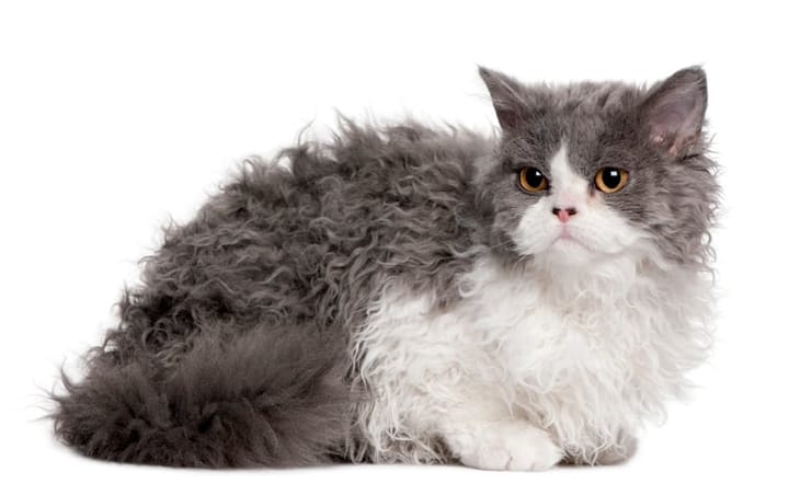 poodle cat