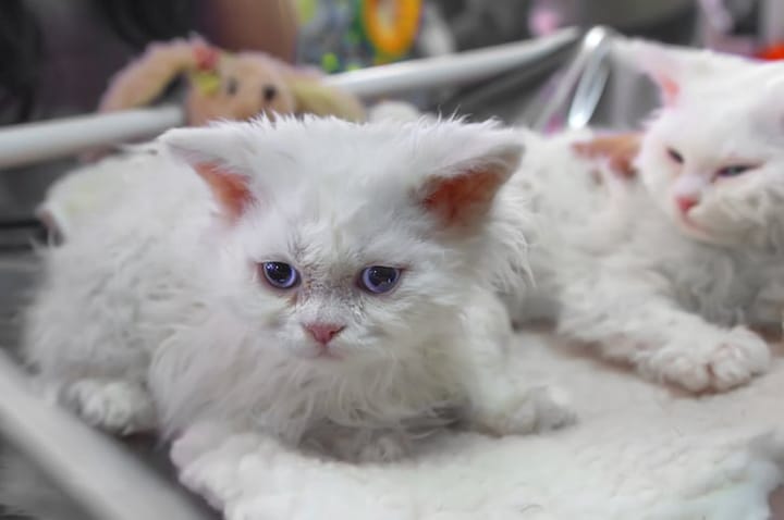poodle cat