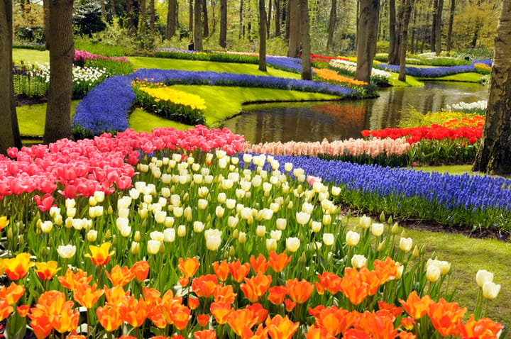 keukenhof flower garden