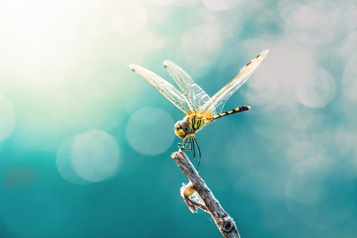 dragonflies meaning