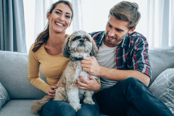 couple smiling at home with puppy