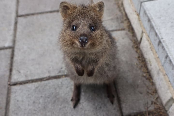 quokka
