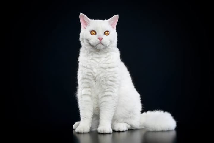 poodle cats
