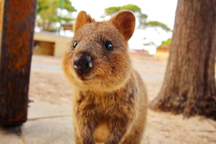 quokka