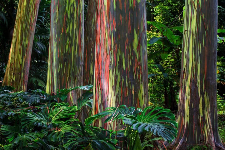 rainbow eucalyptus tree