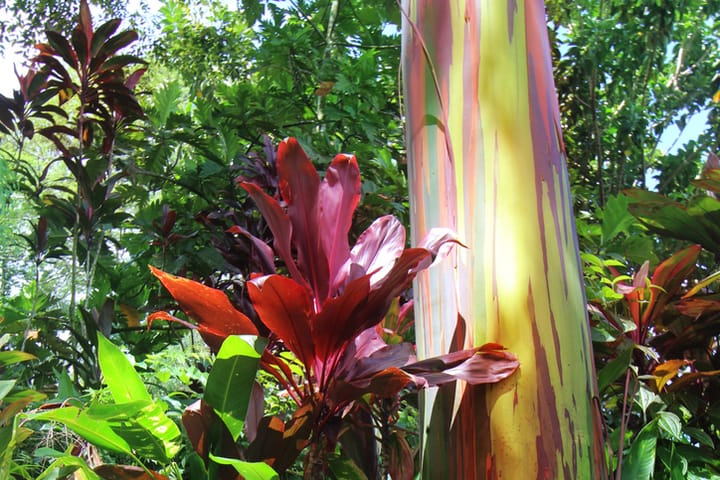 rainbow eucalyptus trees