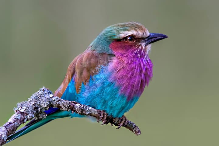 lilac-breasted roller