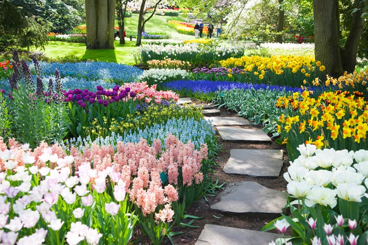 keukenhof flower garden