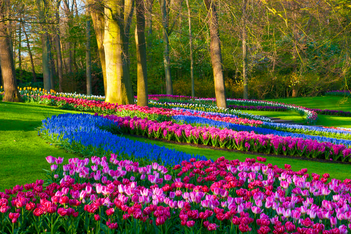 keukenhof flower garden