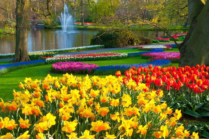 keukenhof flower garden