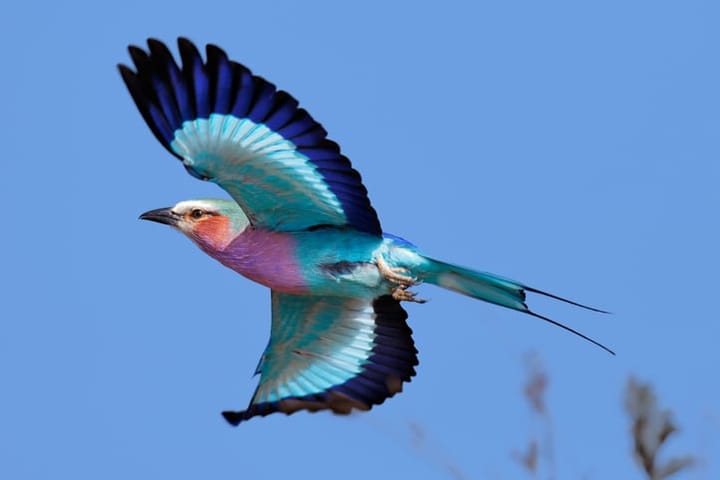 lilac-breasted roller