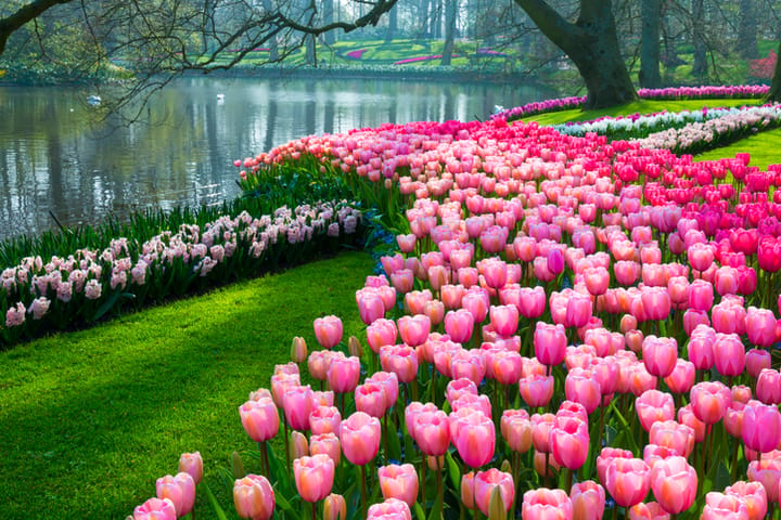 keukenhof flower garden