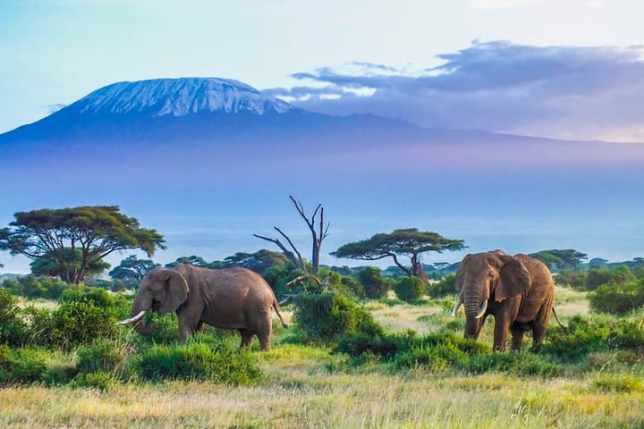 kenya elephants