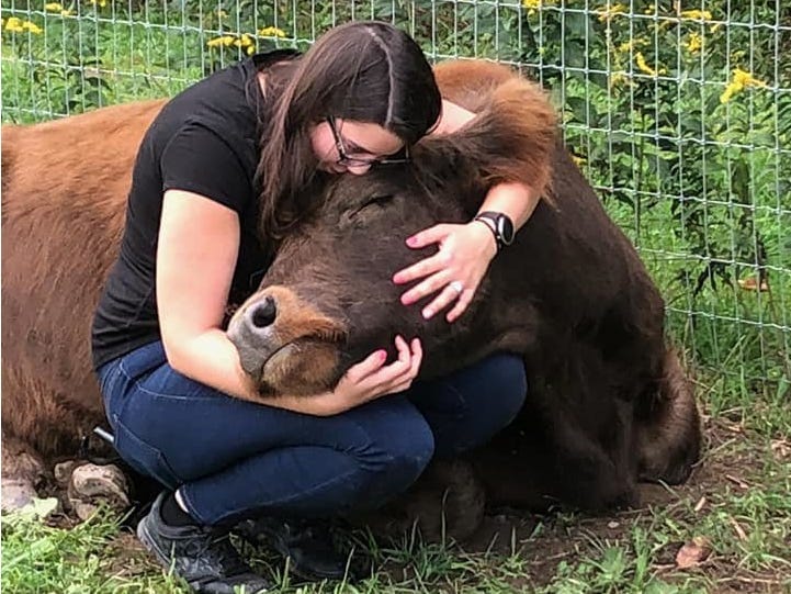 You Can Now Pay To Cuddle With Cows For An Hour, And Why Wouldn’t You?