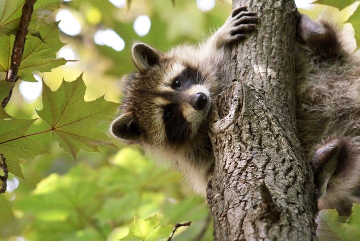 Raccoon Is Super Embarrassed After Having To Be Rescued By Fire Department