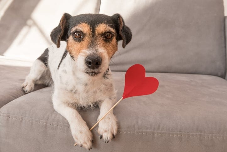 Pinder Is A New Dating Site For Lonely Dogs To Find Love