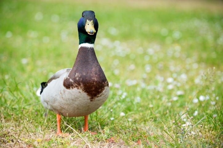 Amorous Duck Had To Be Castrated Due To ‘Traumatized’ Private Parts