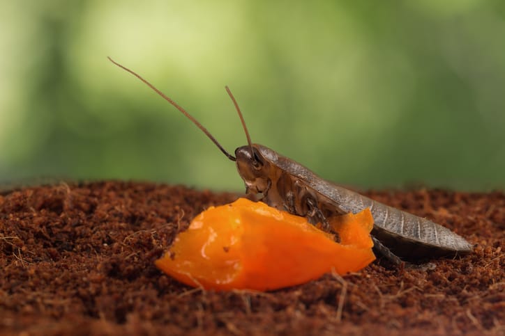 Honor Your Awful Ex By Naming A Roach After Them For Valentine’s Day