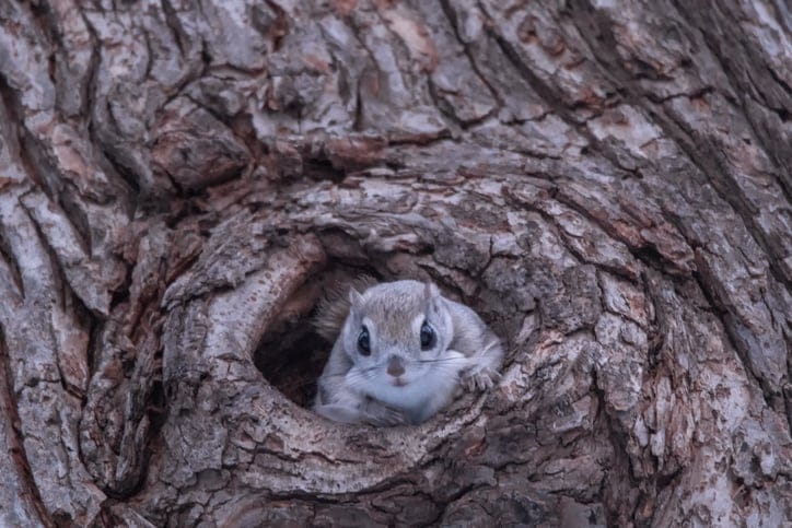 These Adorable Tiny Flying Squirrels Look Like Pokemon And Can Only Be Found On An Island In Japan