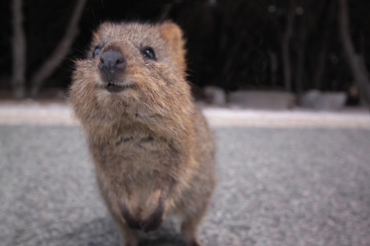 Quokkas Are The World’s Happiest Animal And They’re Ridiculously Cute Too