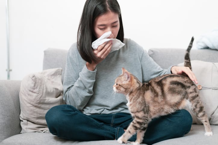 New Cat Allergy Vaccine Could Help Reduce Or Eliminate Reactions