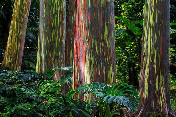 These Incredible Trees Turn Into Rainbows As Their Bark Falls Off