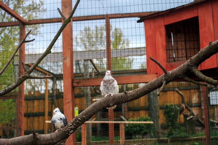 These Curly Frillback Pigeons Look Like They’ve Been Permed (Don’t Worry, They Haven’t)