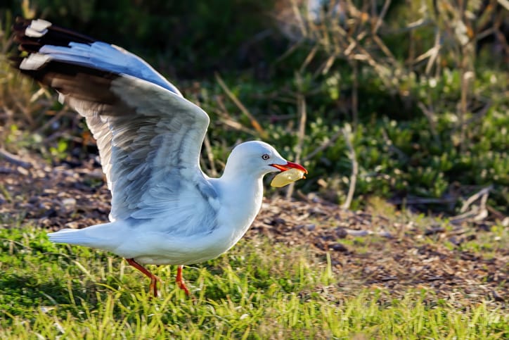 Man Arrested For Biting The Seagull That Stole His McDonald’s Meal