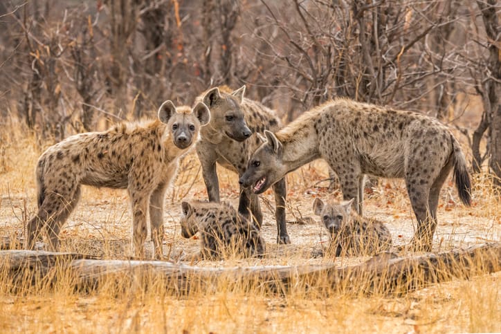 A Pack Of Hyenas Dragged A Sleeping Man From Bed And Mauled Him To Death