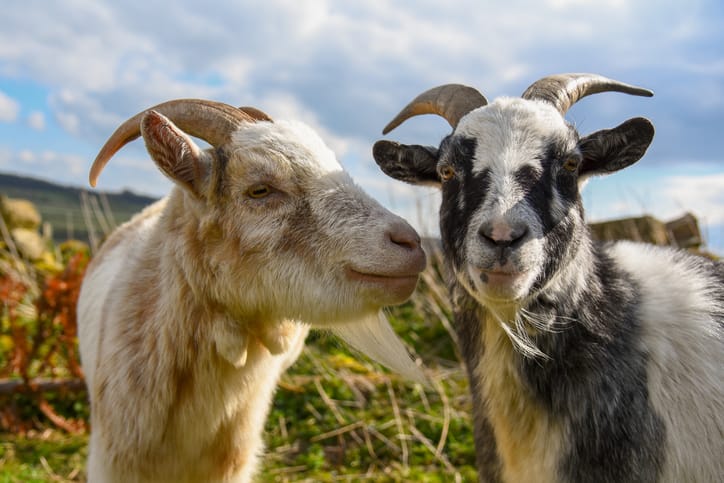 Farm Raises Nearly $70,000 During Pandemic By Selling Zoom Calls With Goats