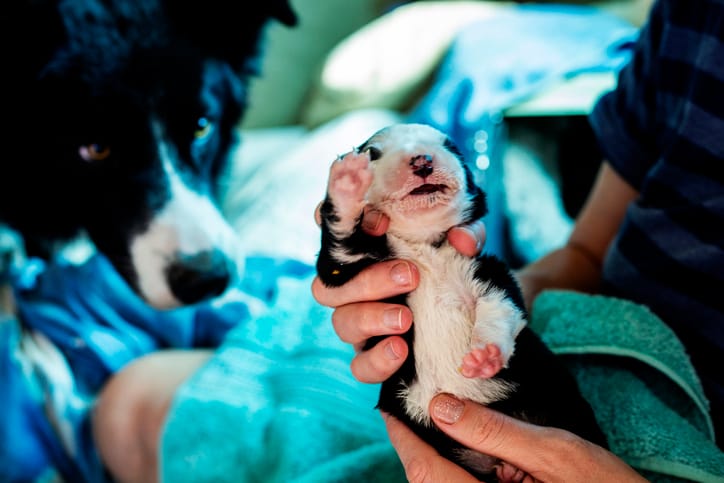 Miracle Puppy Born With Six Legs And Two Tails Should Have A Long, Healthy Life