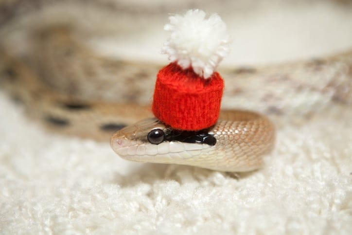 Hats On Snakes Are A Thing And It’s Pretty Much The Best