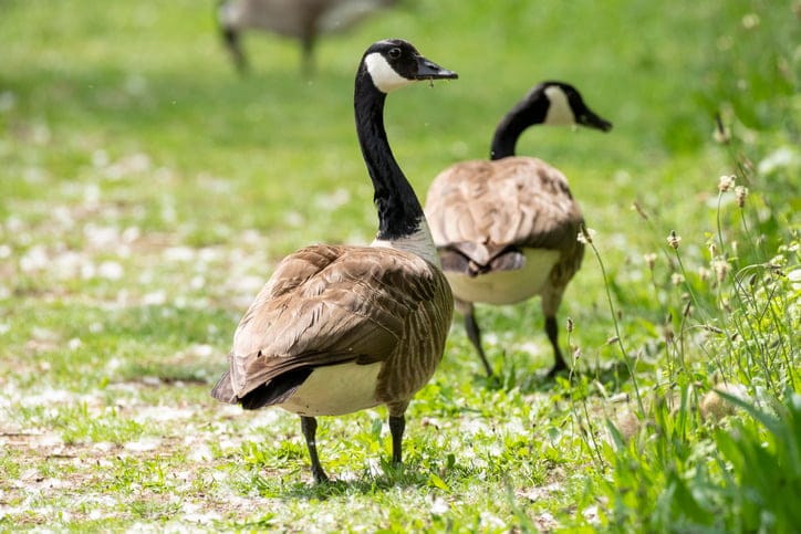 Worried Canadian Goose Checks On Its Mate As It’s Having Surgery