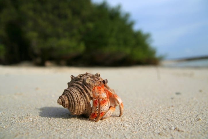 Hermit Crabs Are Getting ‘Sexually Excited’ By Toxins Leaking From Plastic Pollution