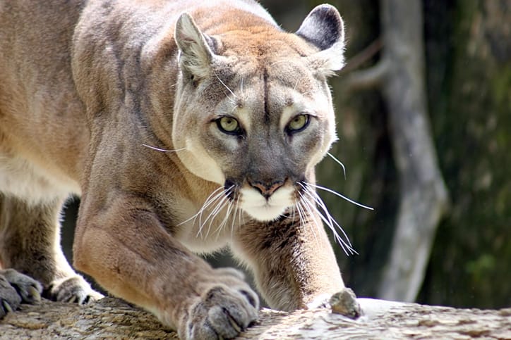 Mom Fights Off Mountain Lion With Bare Hands To Save 5-Year-Old Son
