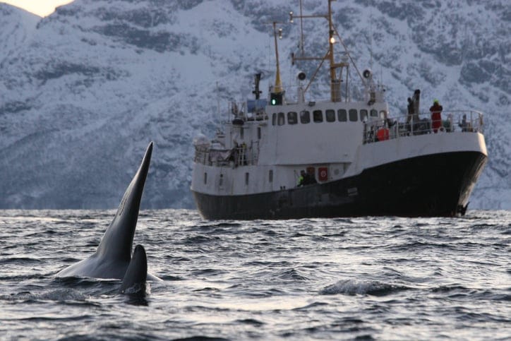 Sailors Are Using Heavy Metal Music To Ward Off Killer Whale Attacks