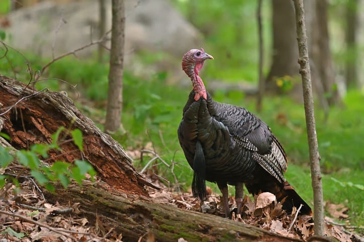 Wild Turkey Cuts Power To Thousands Of Homes On Christmas Eve