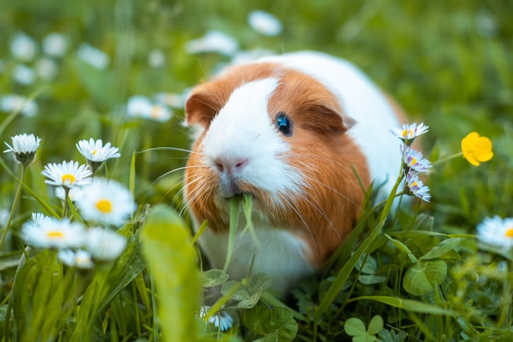 Small Animals Sent To Animal Shelter For Rescue Fed To Reptiles Instead