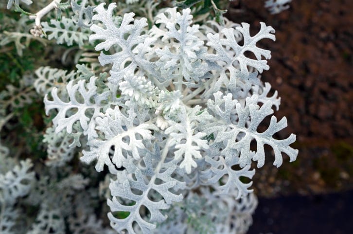 This Silver Lace Plant Will Make Your Garden Look Like A Winter Wonderland All Summer Long