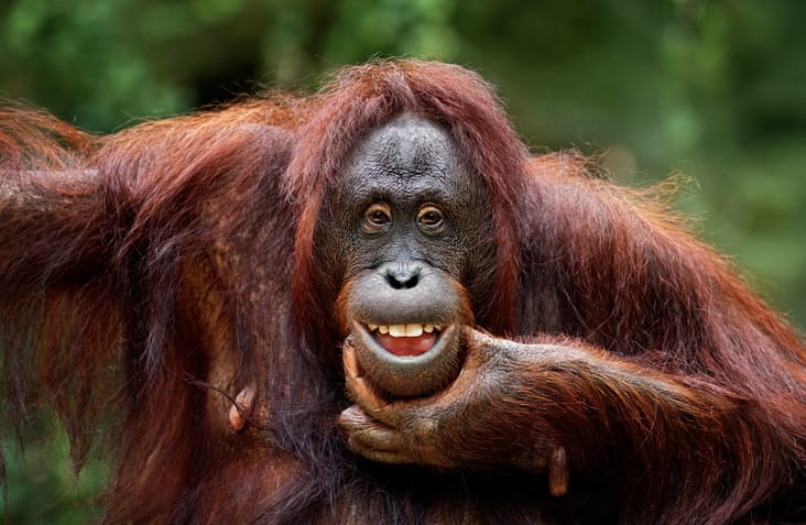 Orangutan Tries On Sunglasses After Zoo Visitor Drops Them