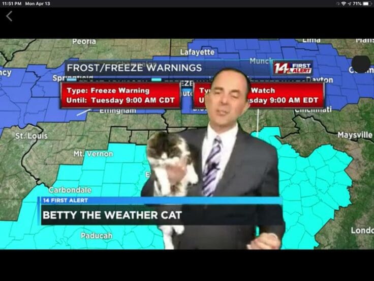 Weatherman’s Needy Cat Demands To Be Held During Broadcast