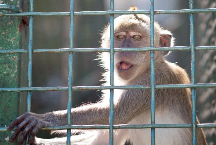 Drunk Monkey Gets Life Behind Bars For Attacking 250 People And Killing One